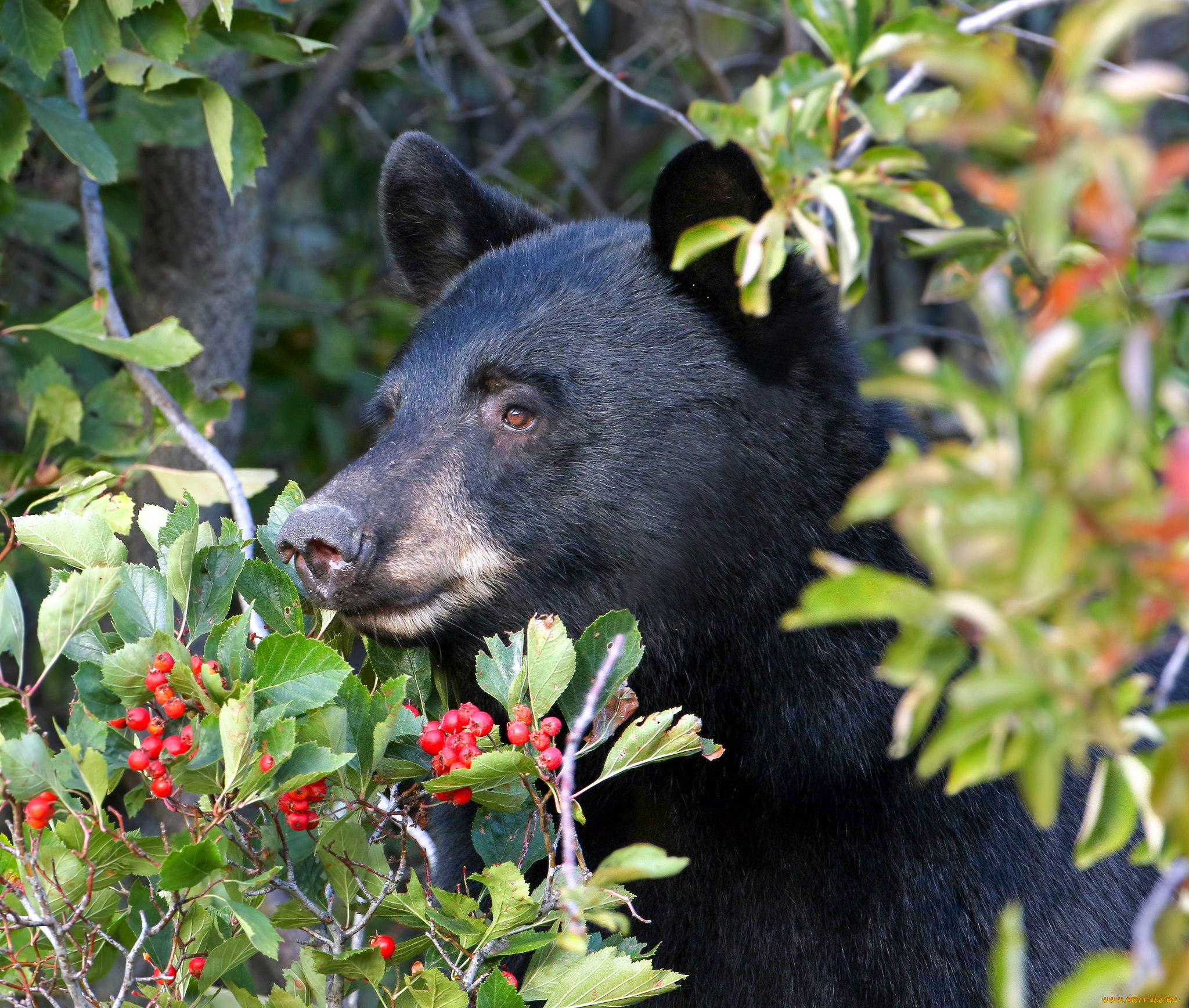 Какие отношения складываются между брусникой и медведем. Питание бурого медведя. Бурый медведь ест. Бурый медведь ест ягоды. Медведь и ягоды.